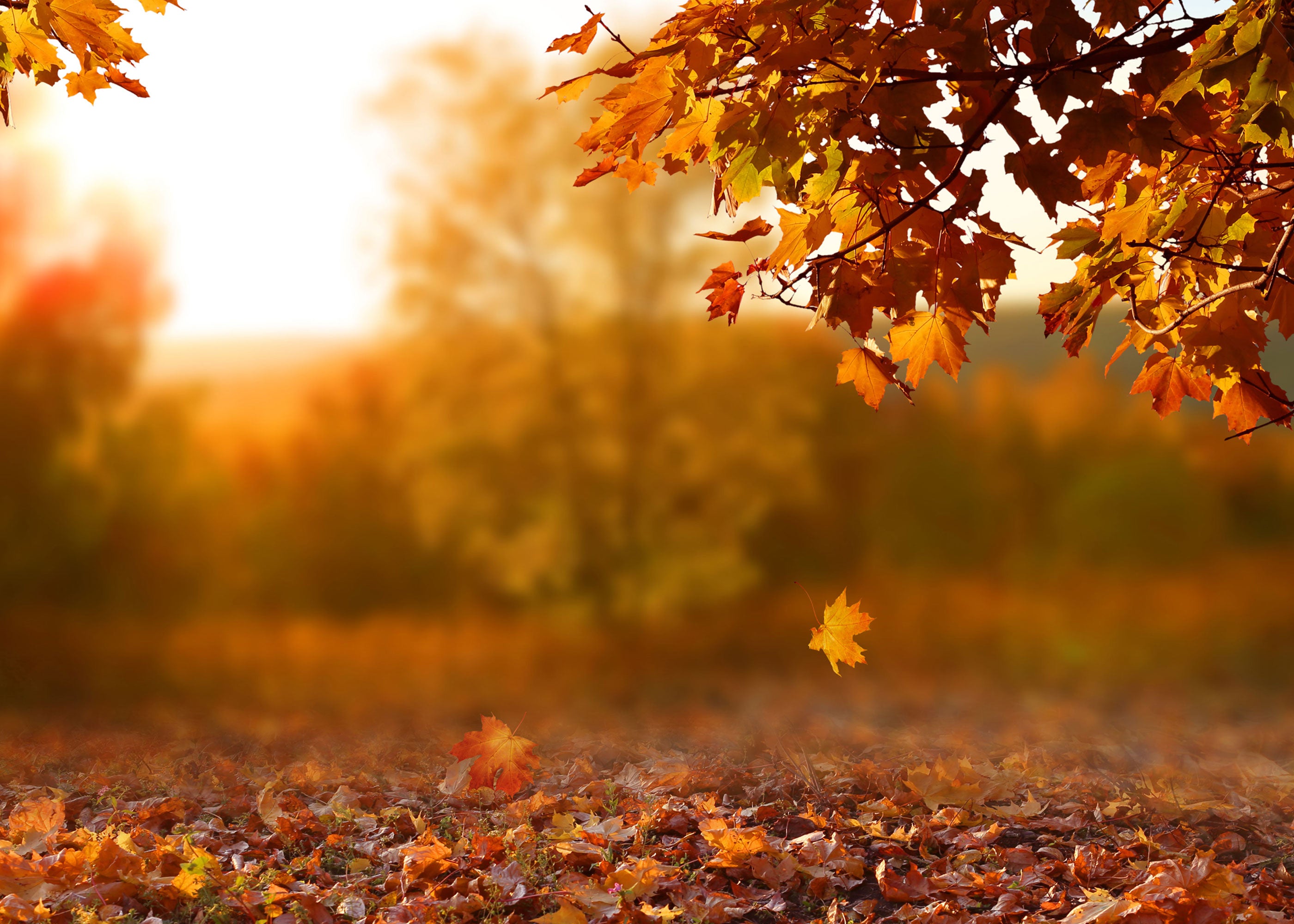 Falling Into Autumn Scented Wholesale Coconut & Soy Candles, Wax Melts & Fragrance Oils