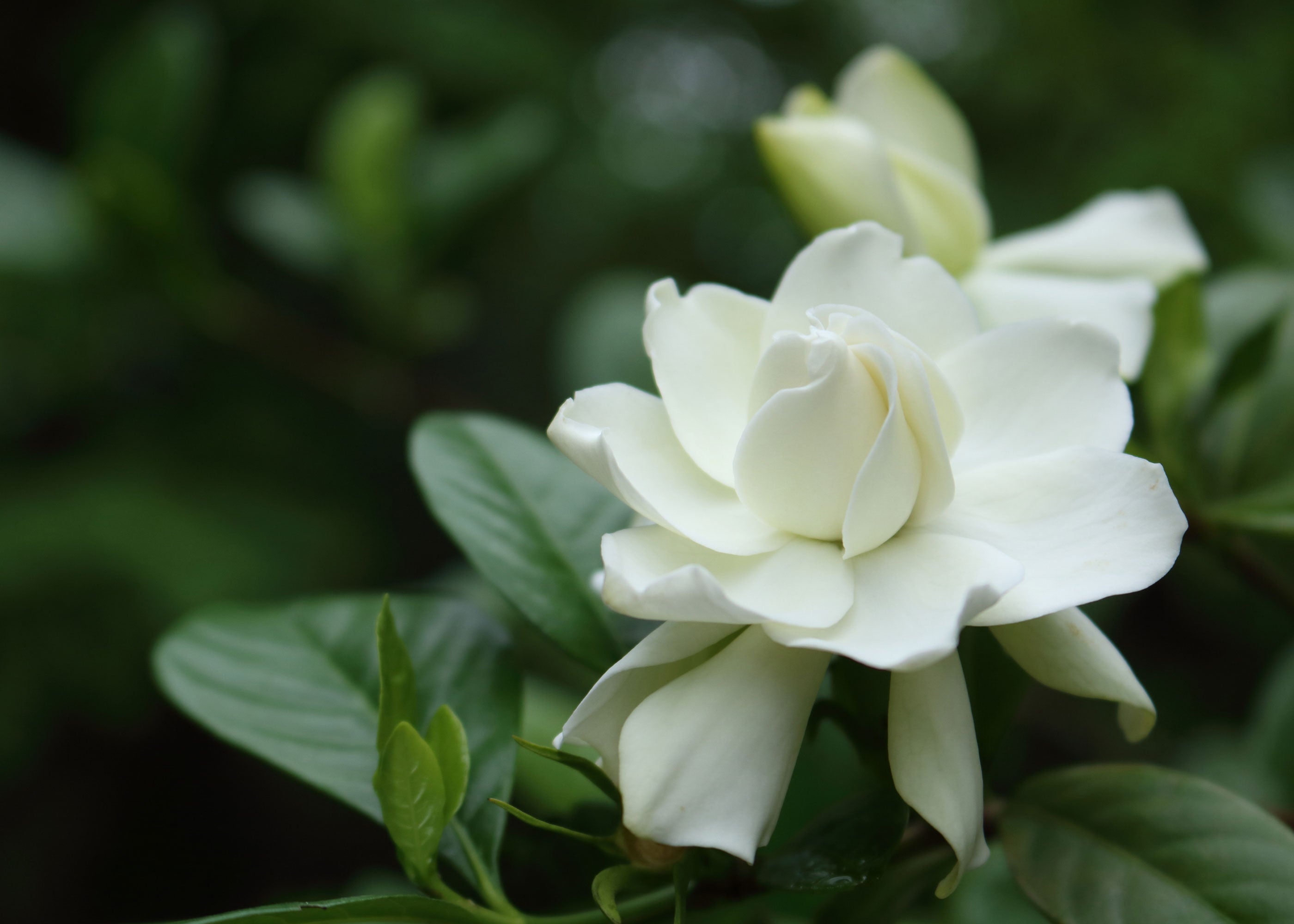 Gardenia Scented Wholesale Coconut & Soy Candles, Wax Melts & Fragrance Oils