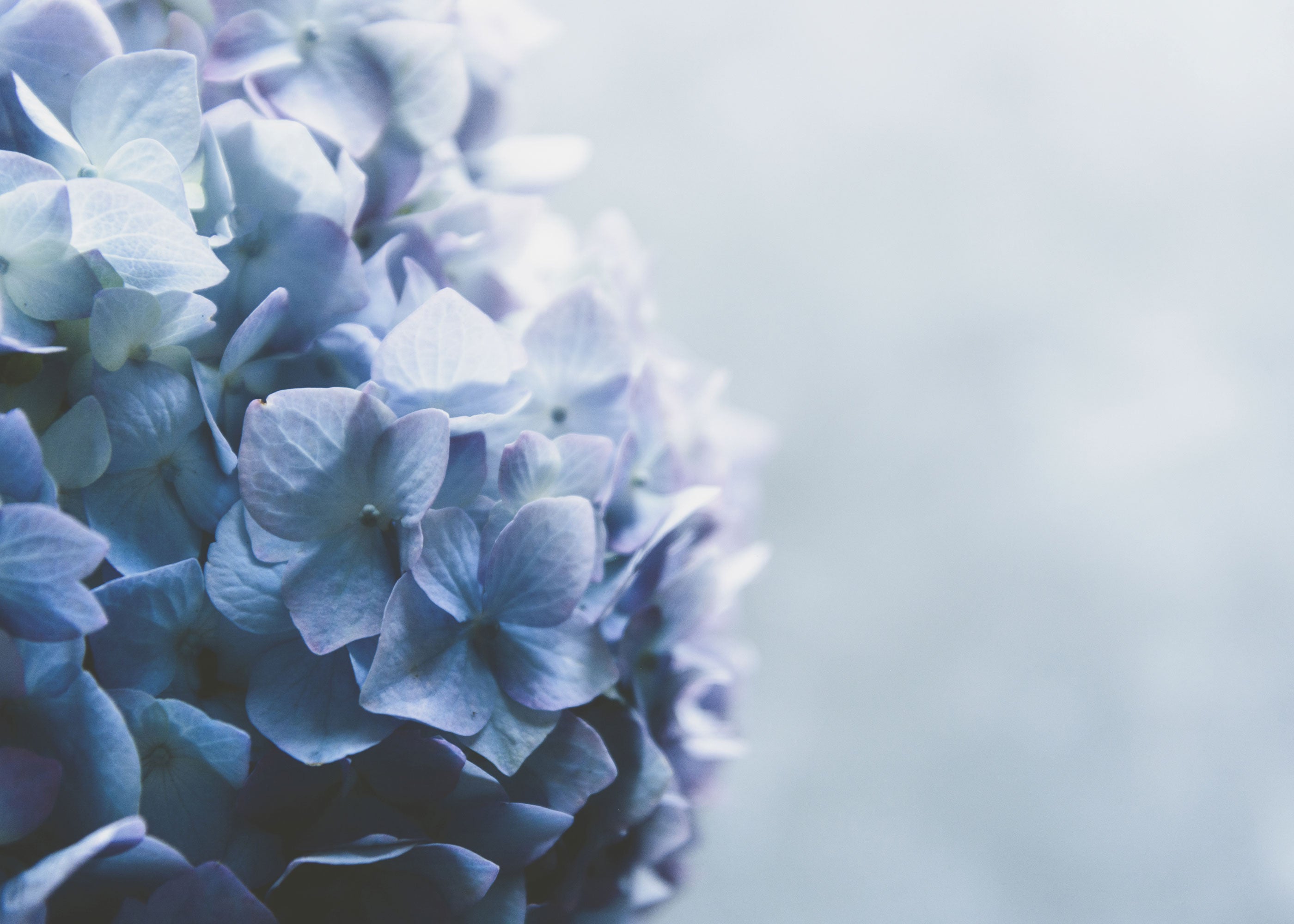 Hydrangea Scented Wholesale Coconut & Soy Candles, Wax Melts & Fragrance Oils