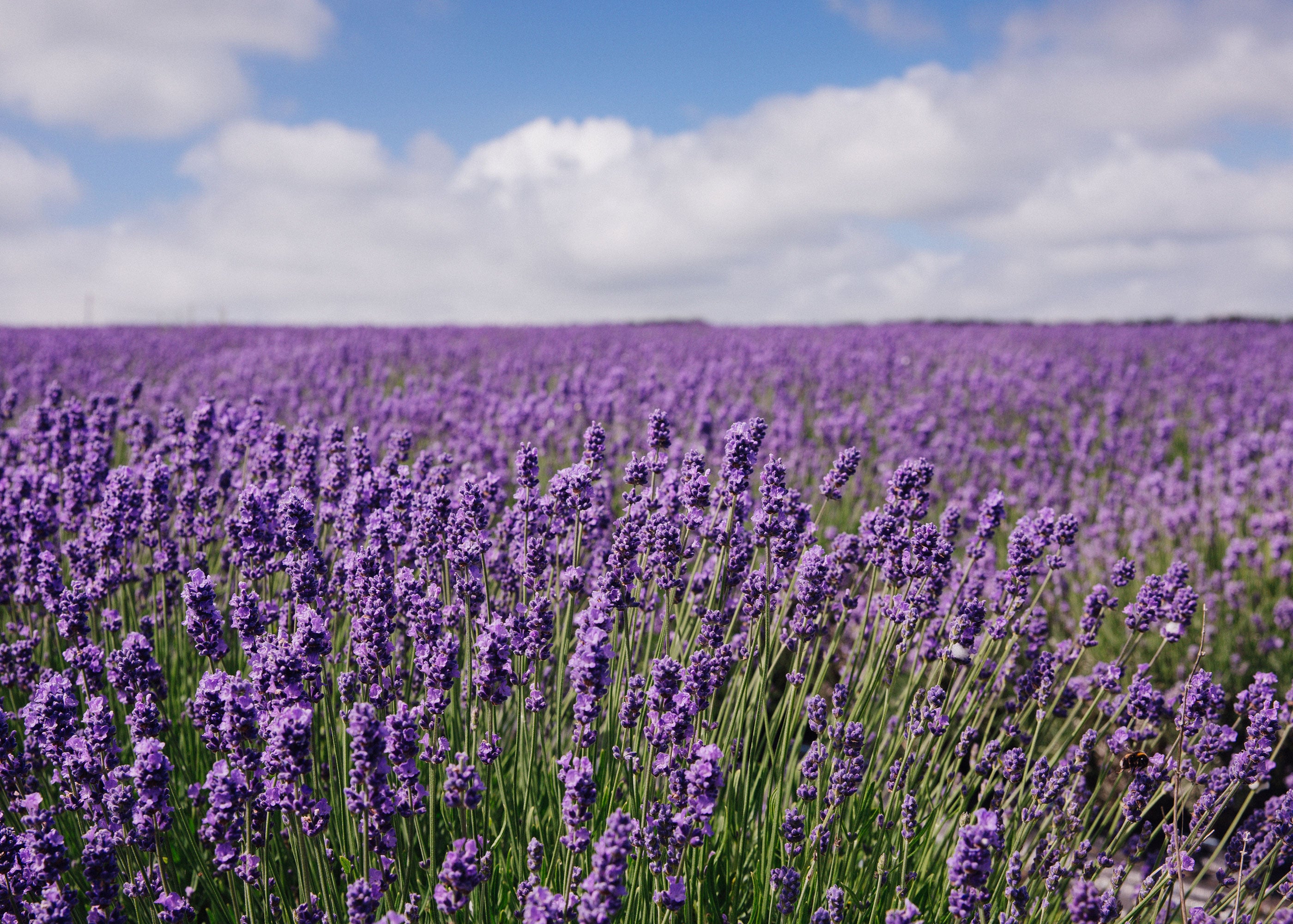 Lavender Fields Scented Wholesale Coconut & Soy Candles, Wax Melts & Fragrance Oils