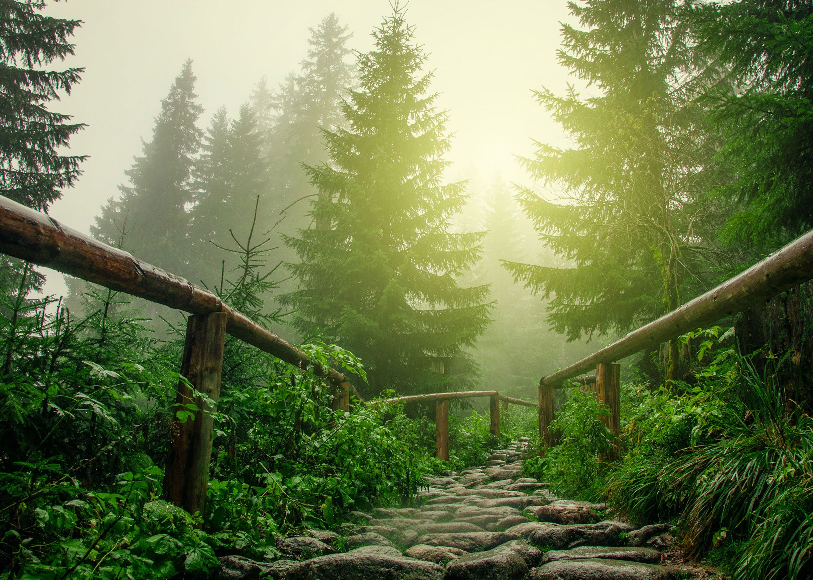 Walk in the Woods Scented Wholesale Coconut & Soy Candles, Wax Melts & Fragrance Oils
