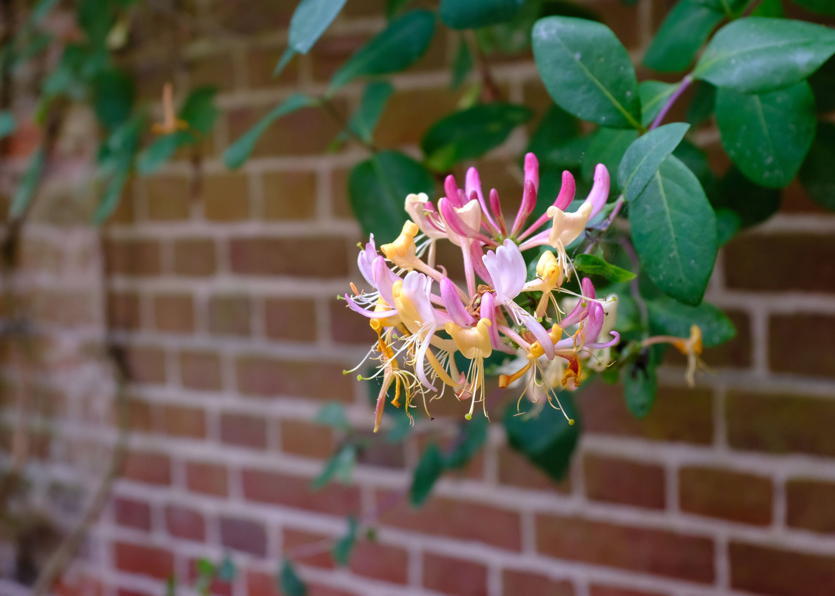Wild Honeysuckle Scented Wholesale Coconut & Soy Candles, Wax Melts & Fragrance Oils