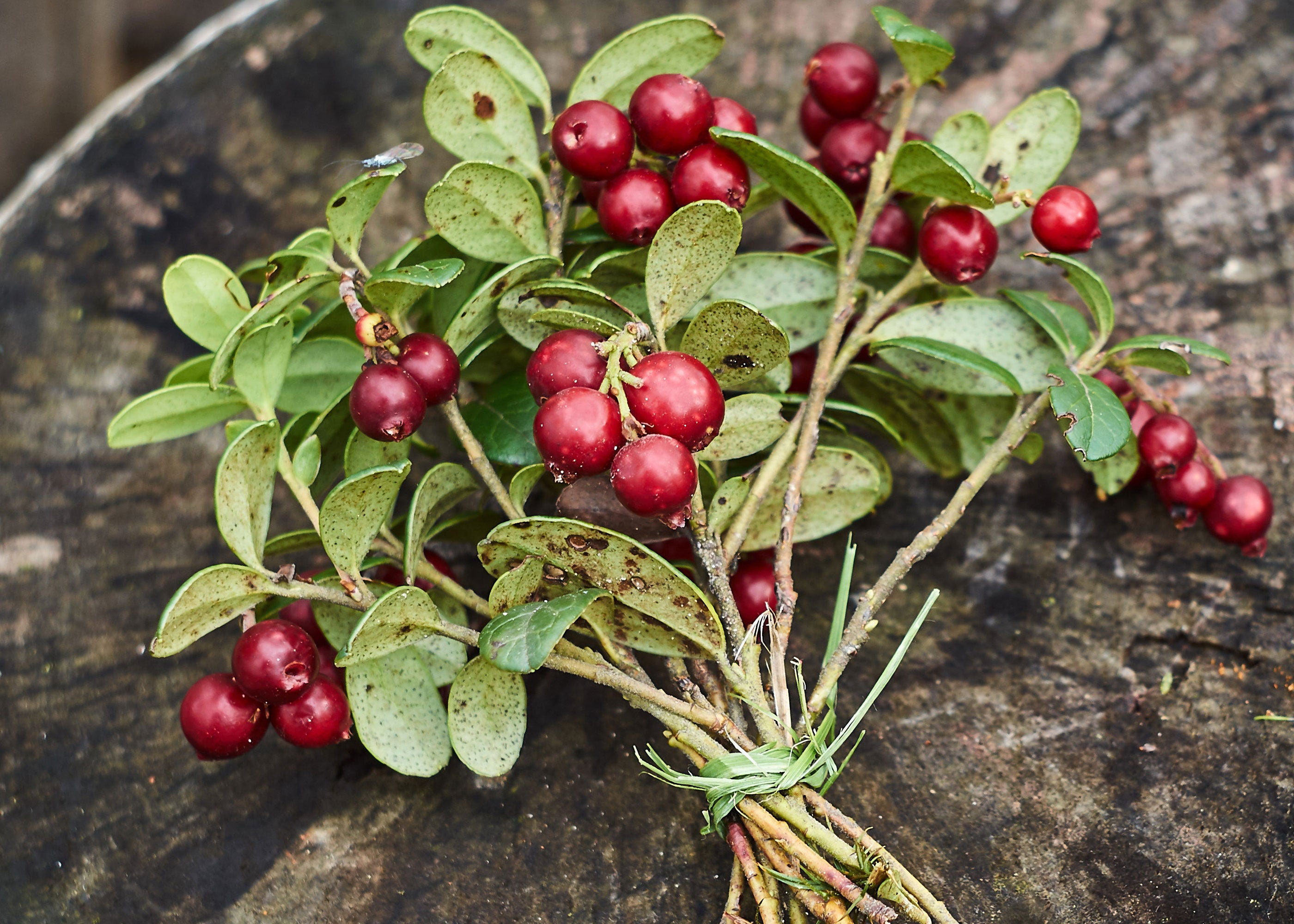 Woodland Cranberry Scented Wholesale Coconut & Soy Candles, Wax Melts & Fragrance Oils