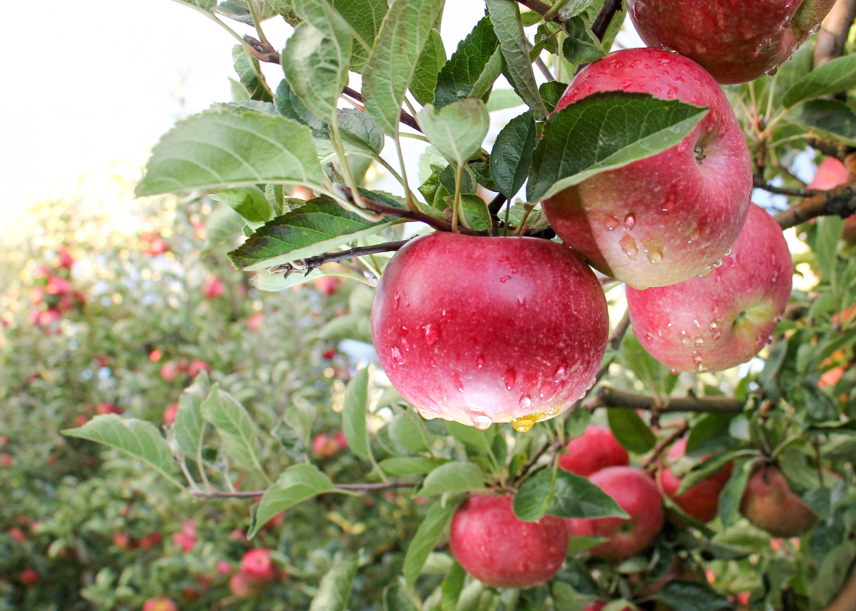 Red Apple Scented Wholesale Coconut & Soy Candles, Wax Melts & Fragrance Oils